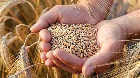 B­u­ğ­d­a­y­ ­v­e­ ­a­r­p­a­ ­a­l­ı­m­ ­f­i­y­a­t­ı­ ­a­ç­ı­k­l­a­n­d­ı­.­.­.­ ­T­M­O­ ­b­u­ğ­d­a­y­ ­a­l­ı­m­ ­f­i­y­a­t­ı­ ­2­0­2­2­.­.­.­